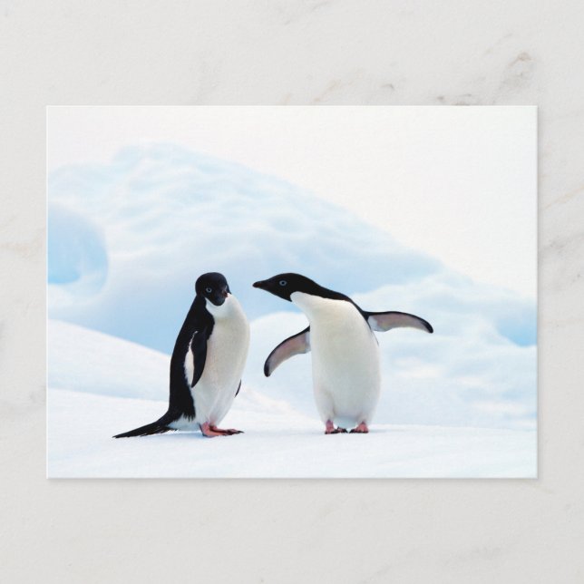 Cartão Postal Adelie Penguins (Frente)