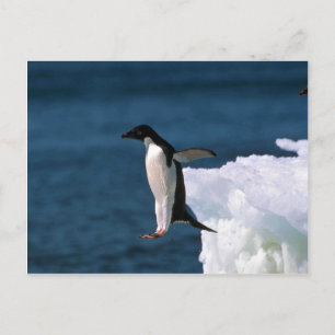 Cartão Postal Adelie Penguins Derrubando De Um Iceberg