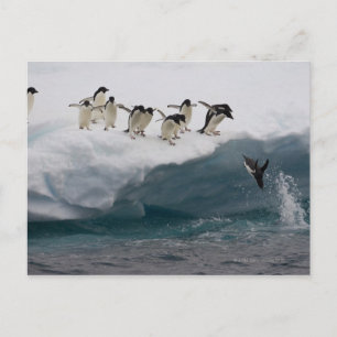 Cartão Postal Adelie Penguins mergulhando no mar Paulette