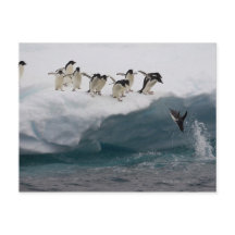 Adelie Penguins mergulhando no mar Paulette