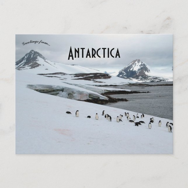 Cartão Postal Adelie Penguins na Ilha de Ferradura Antártica (Frente)