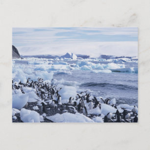 Cartão Postal Adelie Penguins Pygoscelis adeliae) among the