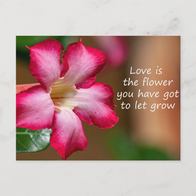 Cartão Postal Adenium Obesum, flor rosa, também conhecida por Ro (Frente)