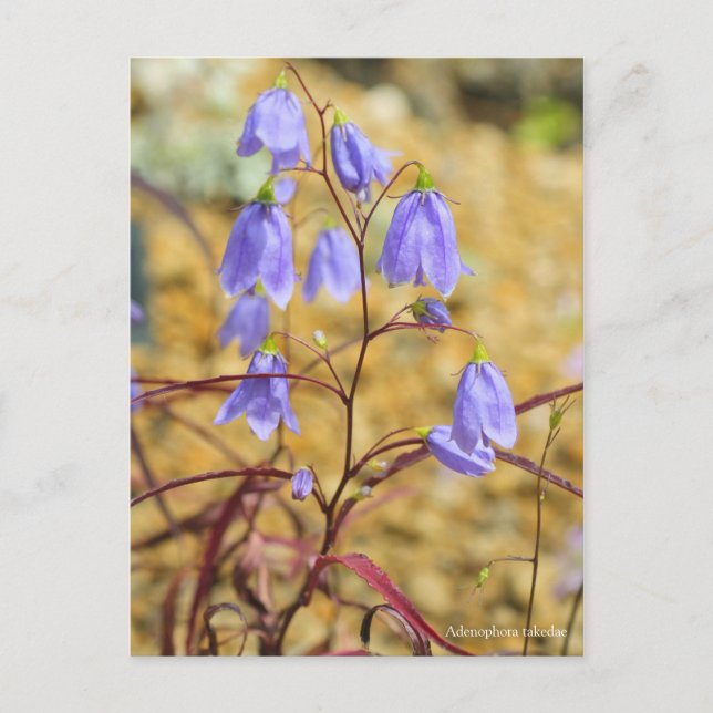 Cartão Postal Adenophora tomada [Cartão Postal] ポ ス ト カ (Frente)