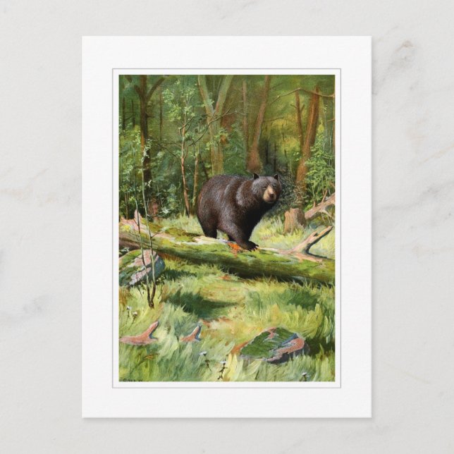 Cartão Postal Adirondack Black Bear (Frente)