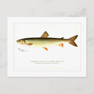 Cartão Postal Adirondack Frost Fish