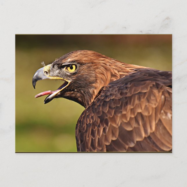 Cartão Postal Adler, Pássaro da presa (Frente)