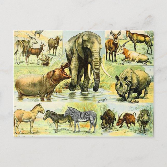 Cartão Postal Adolphe Millot Mamíferos B (Frente)