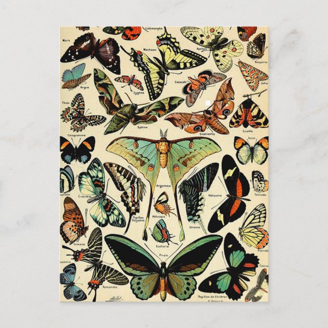 Cartão Postal Adolphe Millot Papillons (Frente)