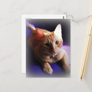 Cartão Postal Adorable ginger tabby on a purple couch