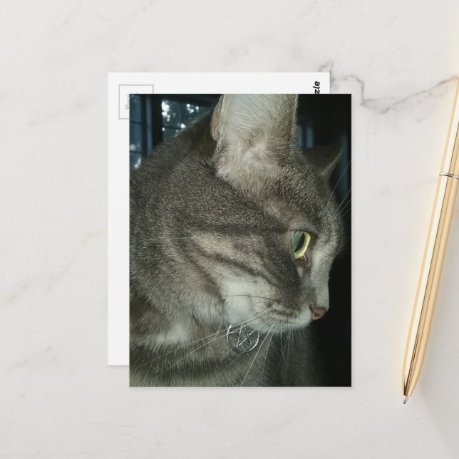 Cartão Postal adorable grey tabby cat (Frente/Verso In Situ)