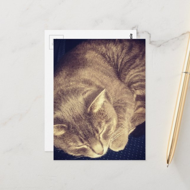 Cartão Postal adorable grey tabby cat sleeping (Frente/Verso In Situ)