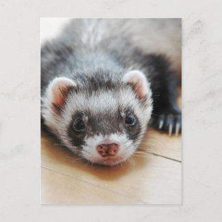 Cartão Postal Adorable Sable Ferret