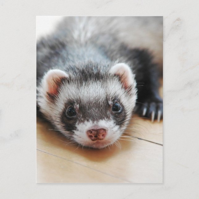 Cartão Postal Adorable Sable Ferret (Frente)