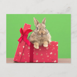 Cartão Postal Adoráveis Animais Bebês Coelho de Natal