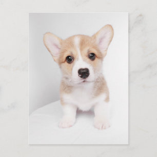 Cartão Postal Adoráveis Animais Bebês   Corgi Minúsculo