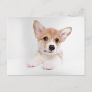 Cartão Postal Adoráveis Animais Bebês   Doce Corgi Bebê