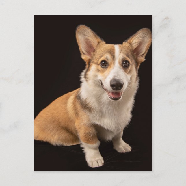 Cartão Postal Adoráveis Animais Bebês | Retrato de Corgi em Pret (Frente)