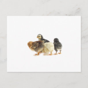 Cartão Postal adoráveis pintinhos fofos