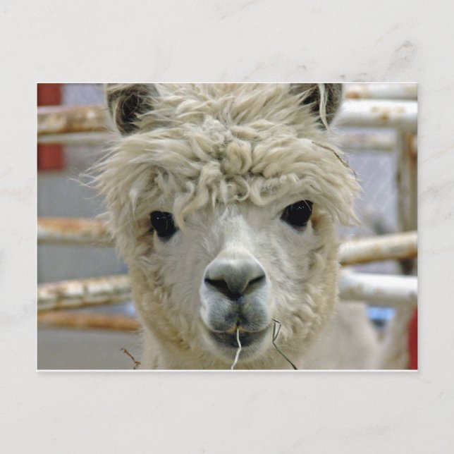 Cartão Postal Adorável (Frente)