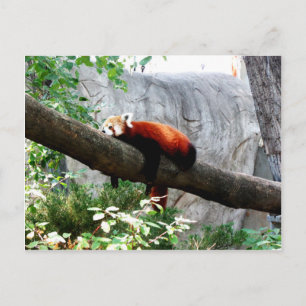 Cartão Postal adorável bicho-panda vermelho preguiçoso engraçado