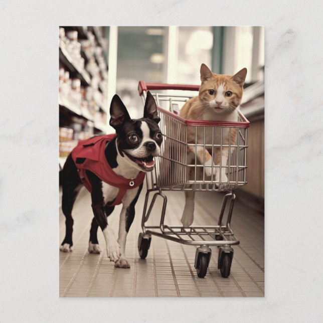 Cartão Postal Adorável Boston Terrier e um Ginger Cat Comprando (Frente)