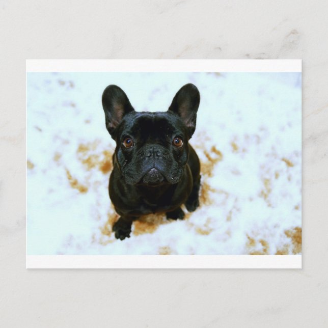 Cartão Postal Adorável Bulldog Francês Puppy! (Frente)