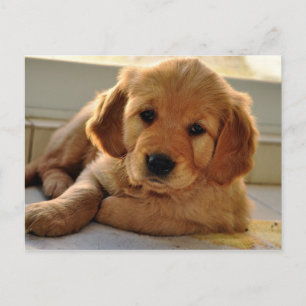 Cartão Postal Adorável cachorrinho Retriever dourado