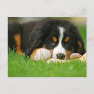 Cartão Postal Adorável Cachorro de Montanha Bernese