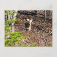 Adorável cervo na fotografia da natureza