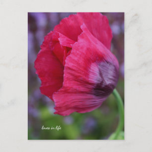 Cartão Postal Adorável cor-de-rosa e púrpura