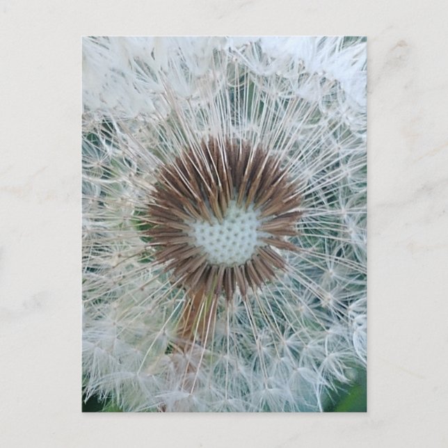 Cartão Postal Adorável Dandelion Branco (Frente)