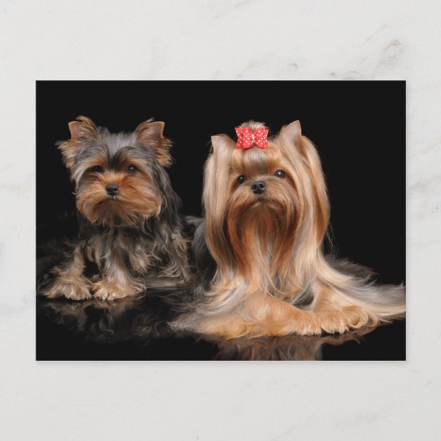 Cartão Postal Adorável dois (Frente)