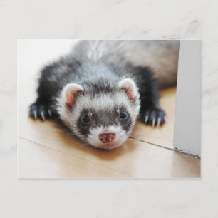 Cartão Postal Adorável Furão Sable