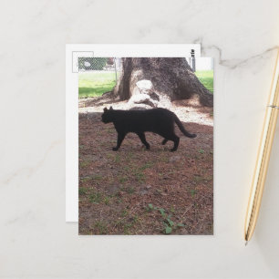 Cartão Postal adorável gatinho preto de rua