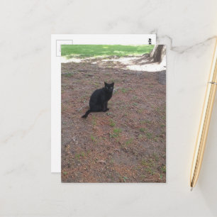 Cartão Postal adorável gatinho preto de rua