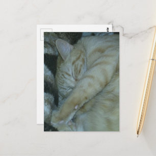 Cartão Postal adorável gatinho ruivo dormindo