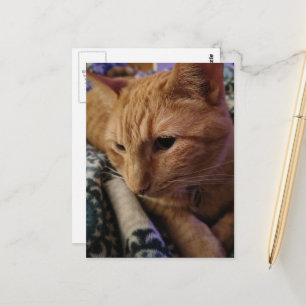 Cartão Postal Adorável Gatinho Ruivo Sonolento