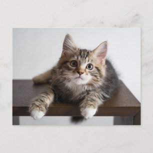 Cartão Postal Adorável Gatinho Tabby Fofo com Patas Brancas