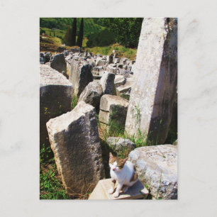 Cartão Postal Adorável gato vadio vivendo nas ruínas de Ephesus