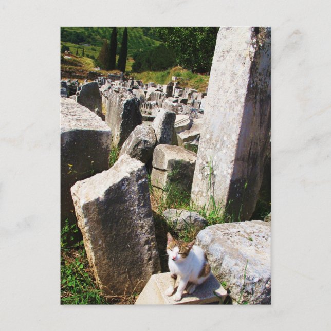 Cartão Postal Adorável gato vadio vivendo nas ruínas de Ephesus (Frente)