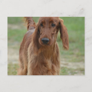 Cartão Postal Adorável Irish Setter