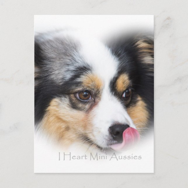 Cartão Postal Adorável Mini Aussie Gift Assortion (Frente)