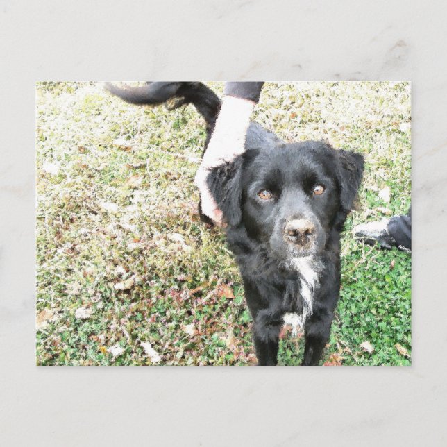 Cartão Postal Adorável Smokey Posando para a Câmera (Frente)