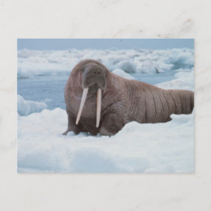 Cartão Postal Adorável Walrus