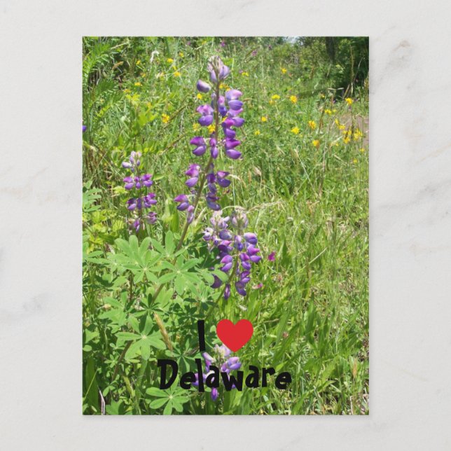 Cartão Postal Adoro Delaware (Frente)