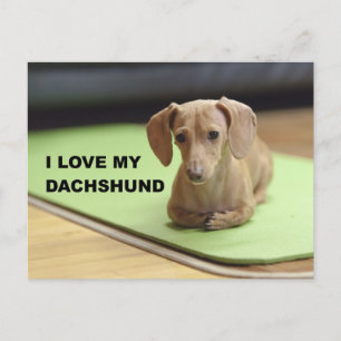 Cartão Postal Adoro o meu Cream Dachshund com uma fotografia