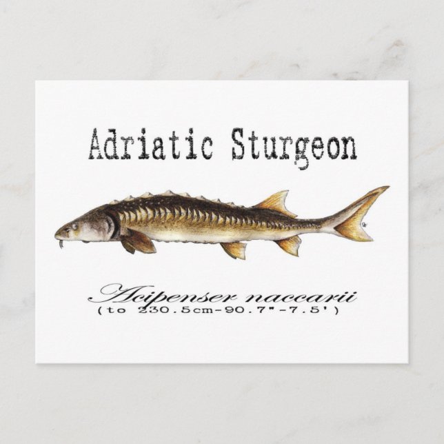Cartão Postal Adriatic Sturgeon Item (Frente)