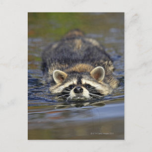 Cartão Postal Adulto Raccoon, Procyon lotorOrder :