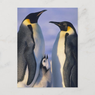 Cartão Postal Adultos dos pinguins de imperador (forsteri do